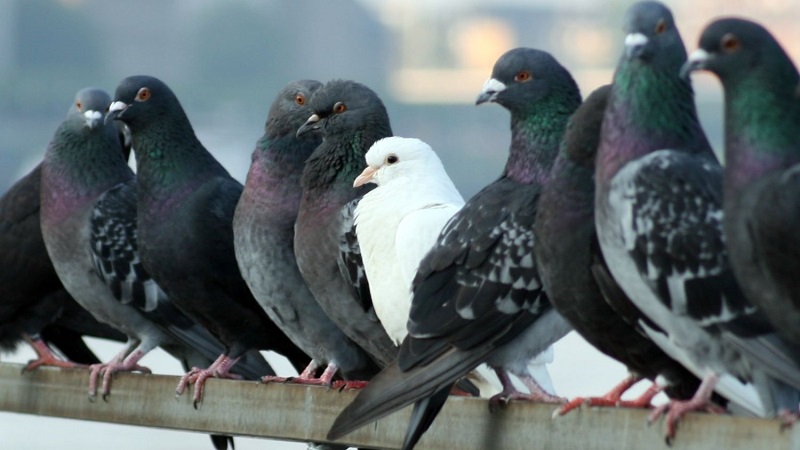 pigeons