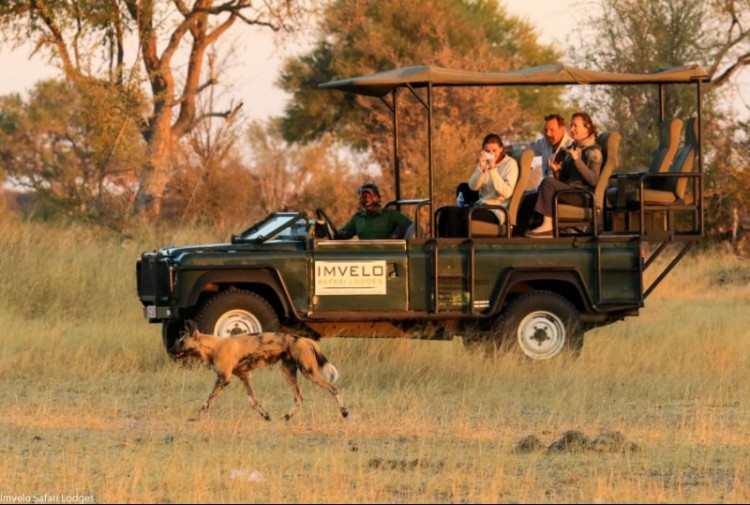 Safari