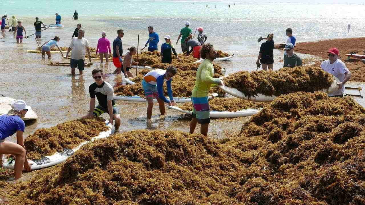 Sargassum Cleanup to Cost the Caribbean $120 Million