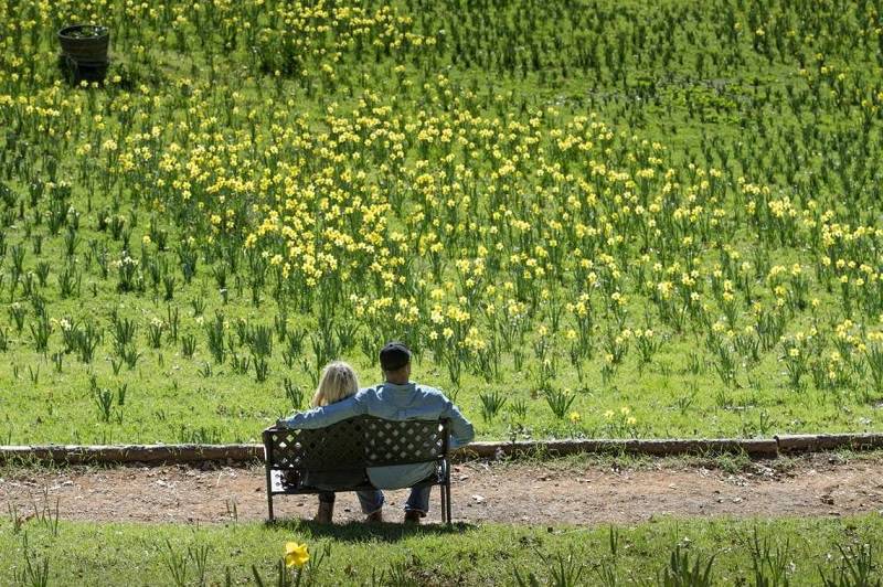 California’s Daffodil Hill Closes as a Result of Overtourism