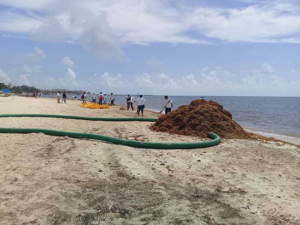 Quintana Roo Hopes to Get Rid of Invading Seaweed by September