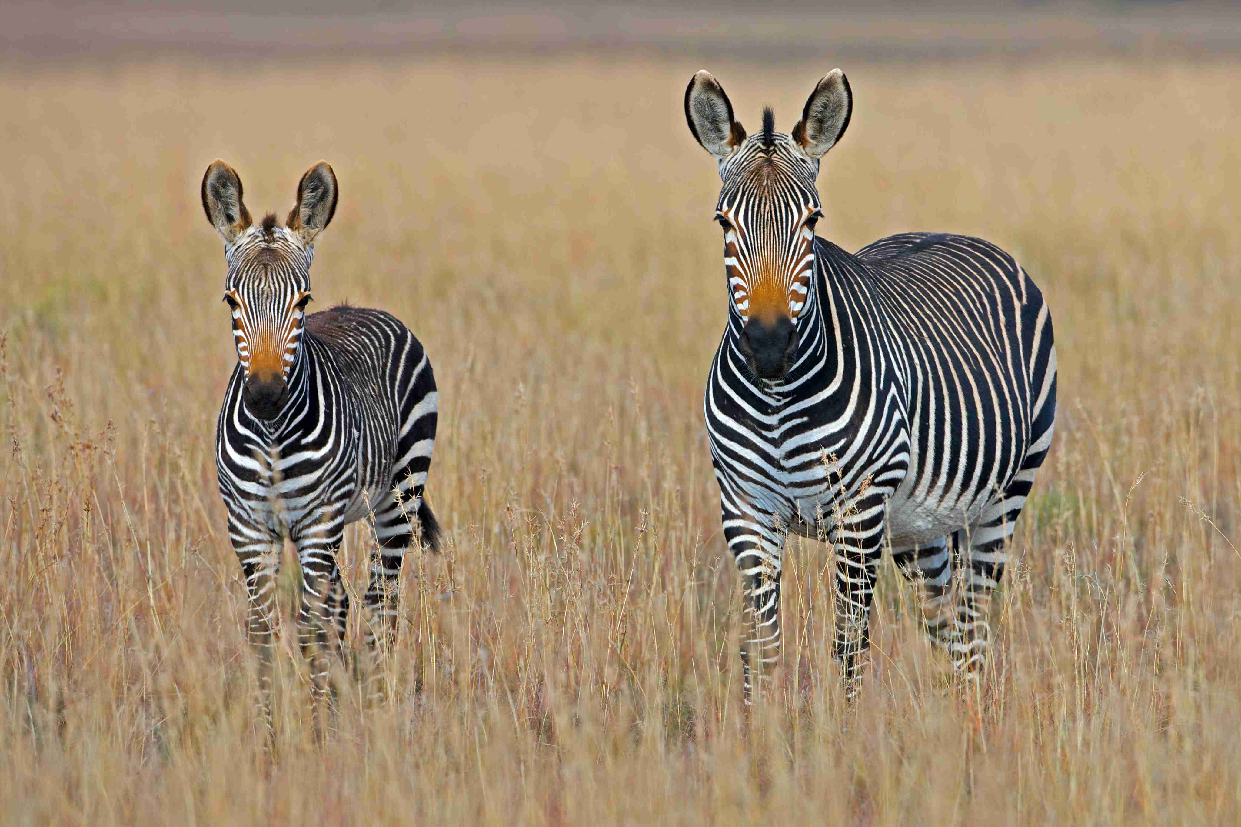 Africa