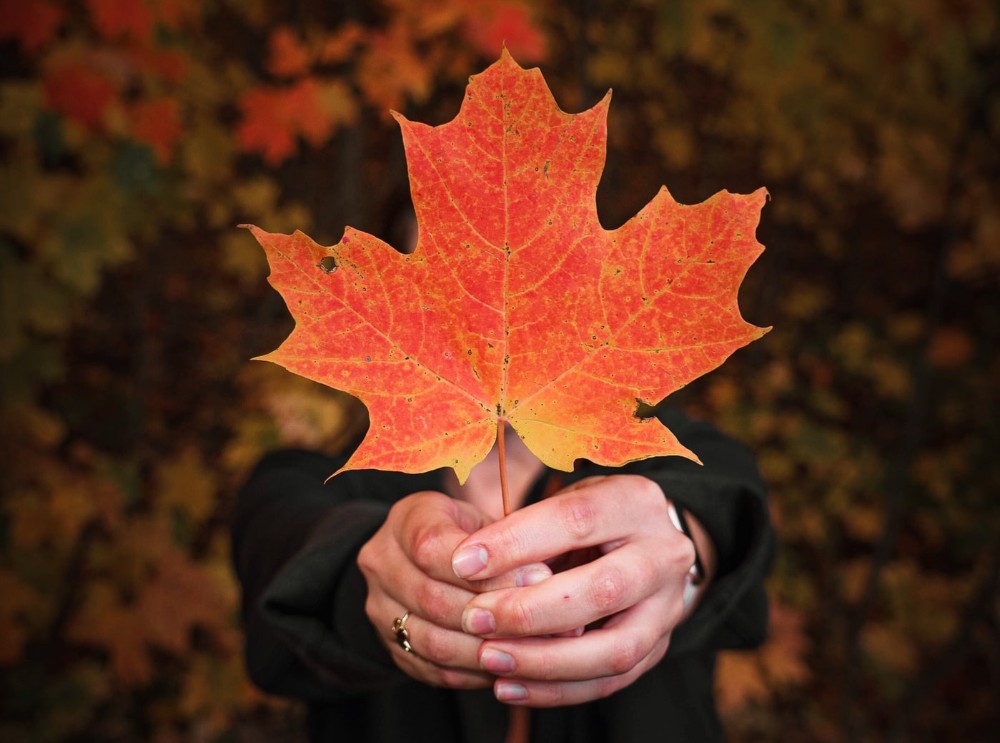 Maple leaf held in woman's hands