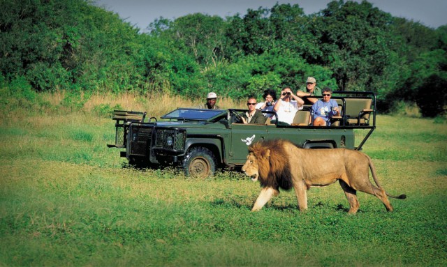 African lion and tourists on the watch