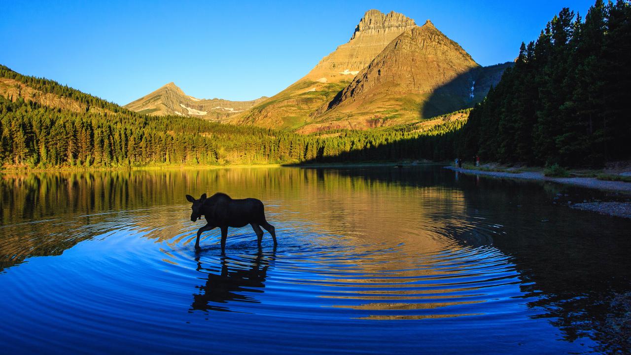 Montana
