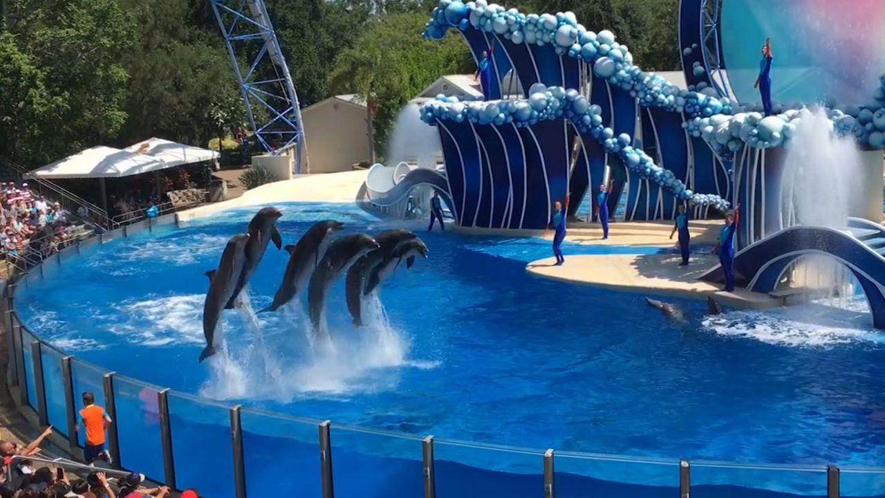 SeaWorld show with killer whales
