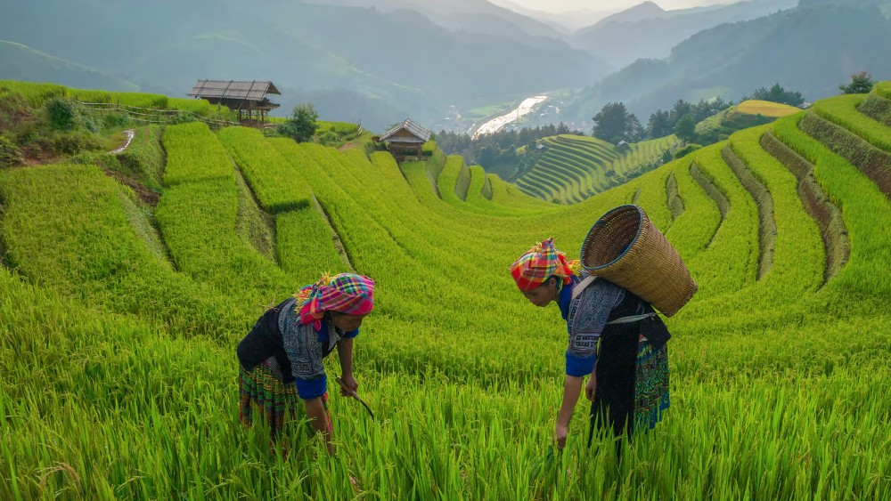 two farmers working on a green field