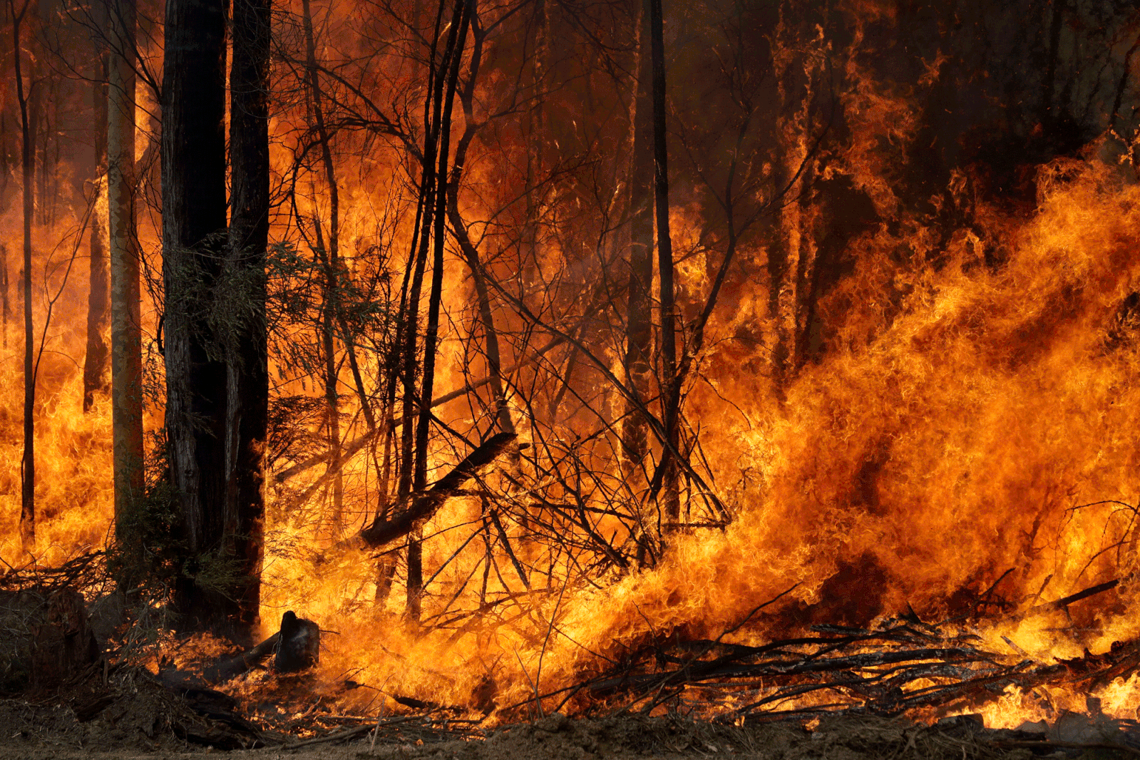 Australia wildfires in the woods