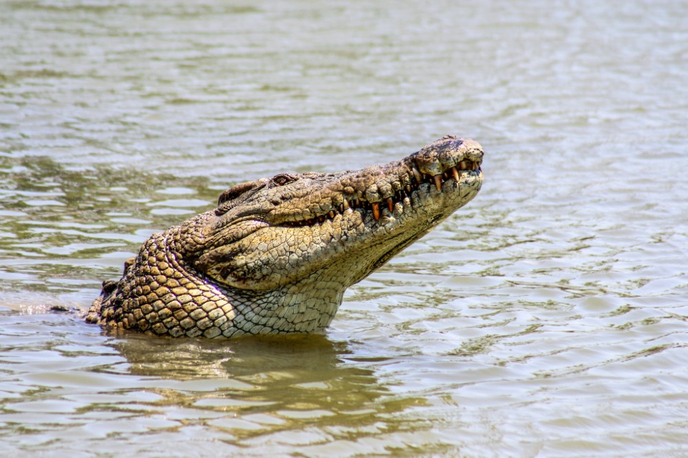 crocodile