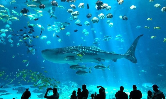 Georgia Aquarium