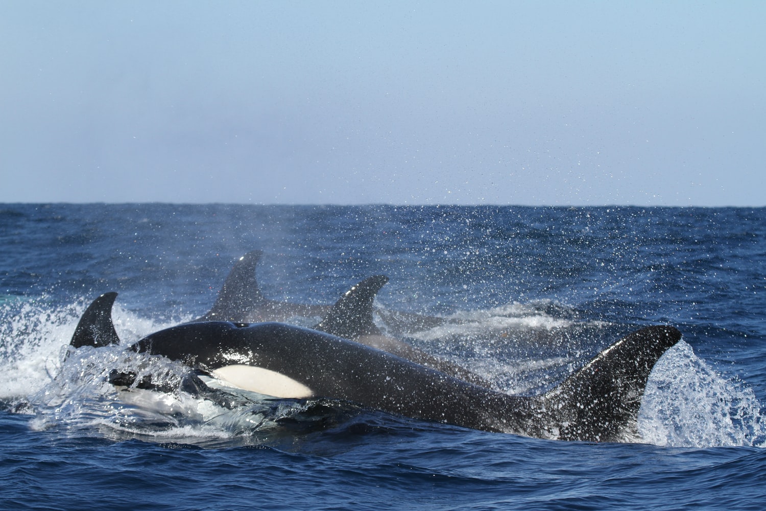 killer whales Valdes Peninsula