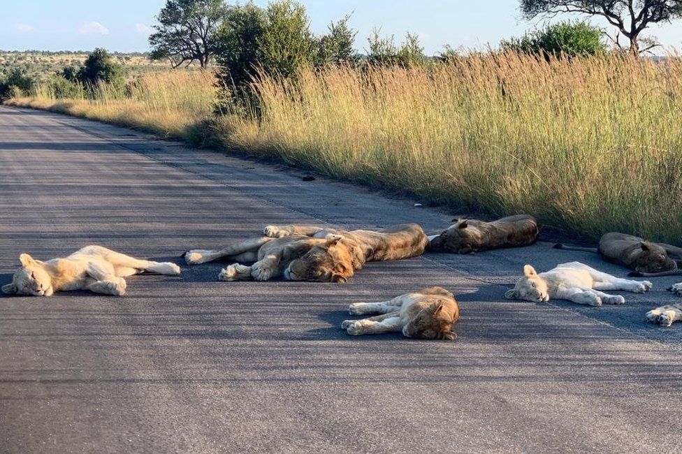 lions take nap on the road