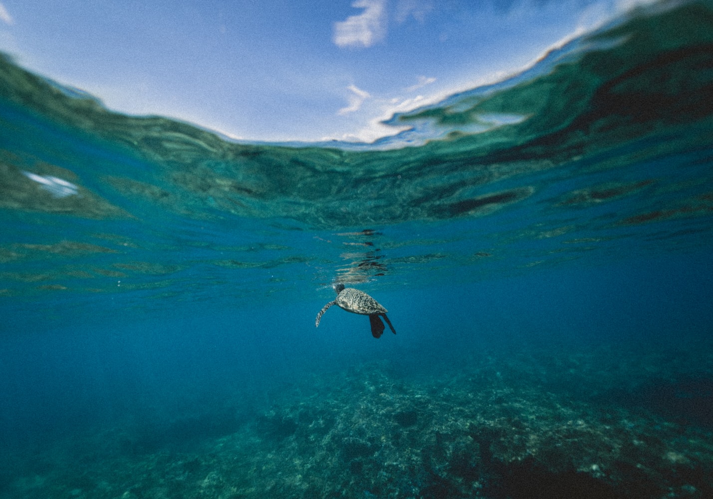 oceans