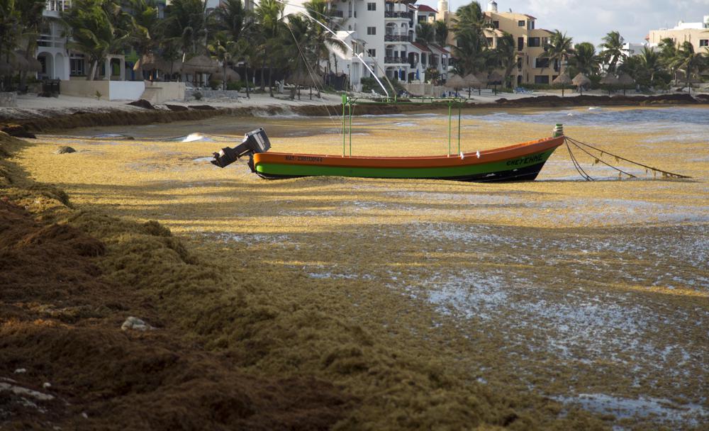 sargassum