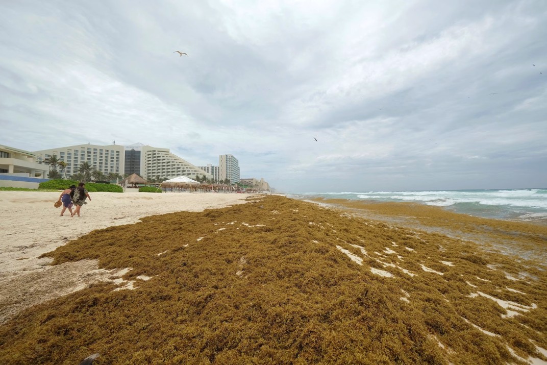 sargassum