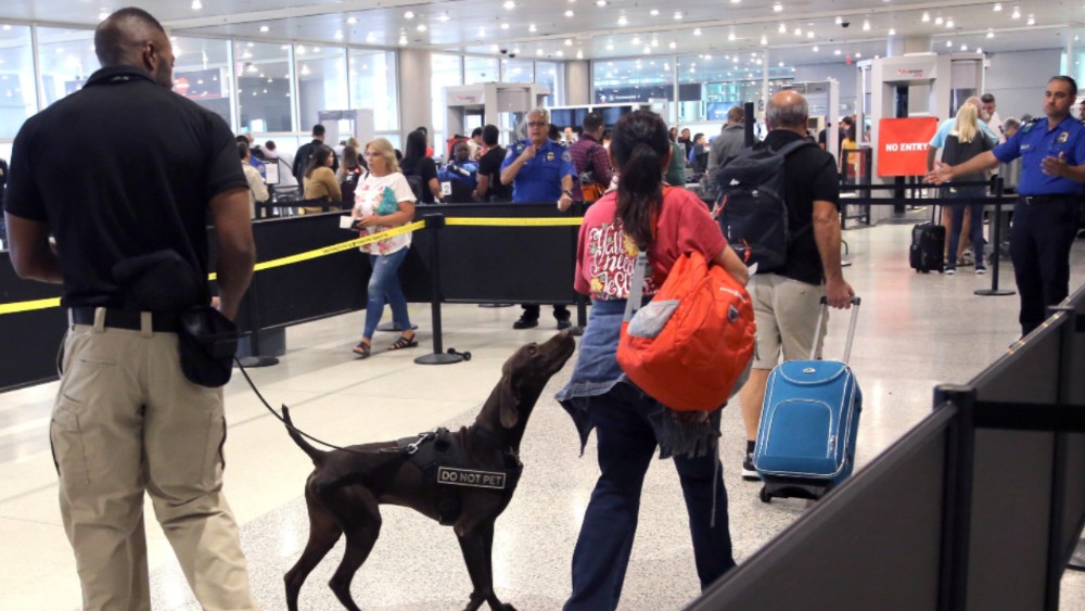 dogs Miami