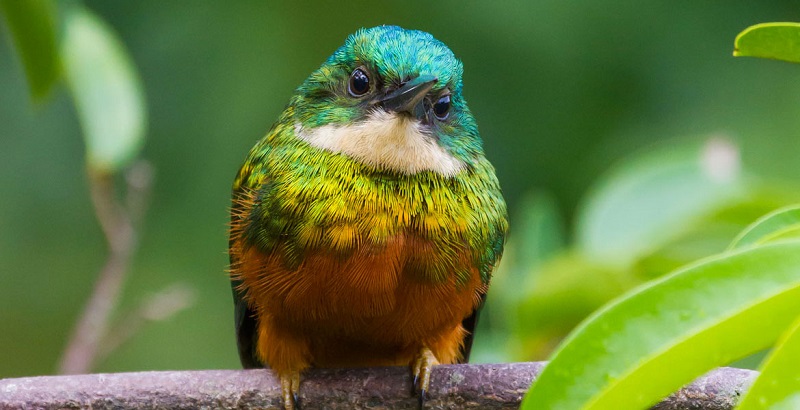 Tobago Promoted as Birdwatching Destination in Canada