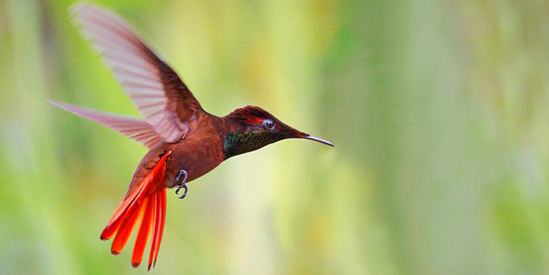 Tobago Promoted as Birdwatching Destination in Canada