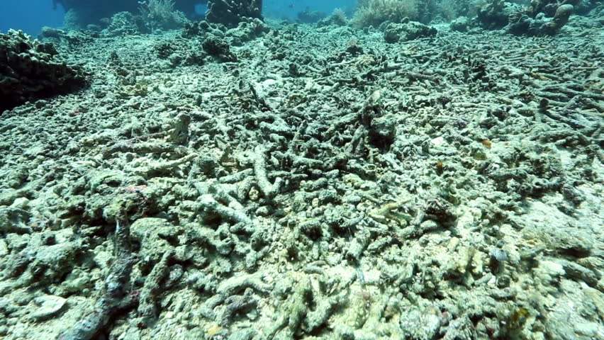 dead corals