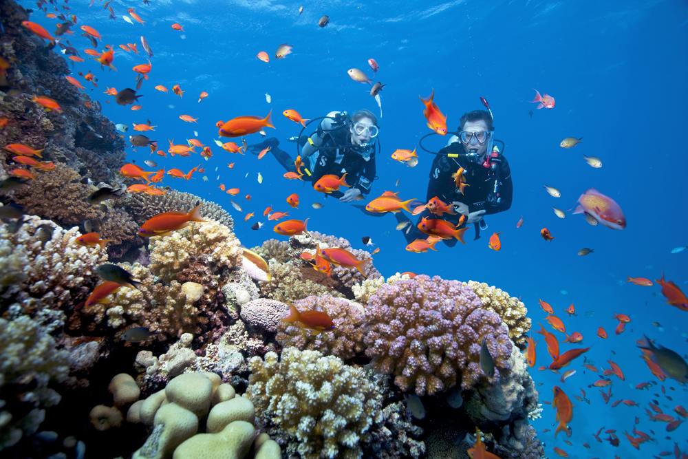 Divers on Cayman Islands Warn on Negative Impact of New Cruise Port