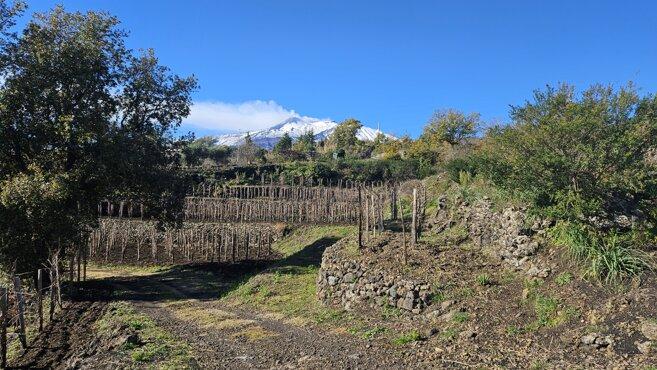 Etna winneries