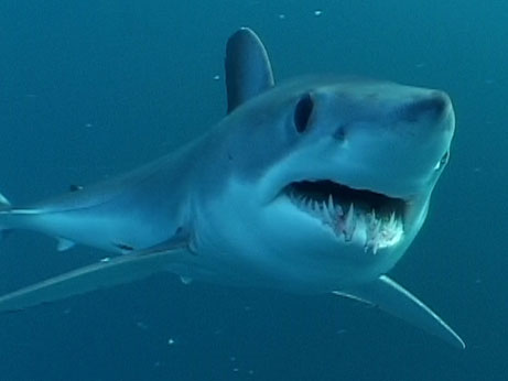 Longfin mako shark Cuba Launches Initiative to Protect Sharks