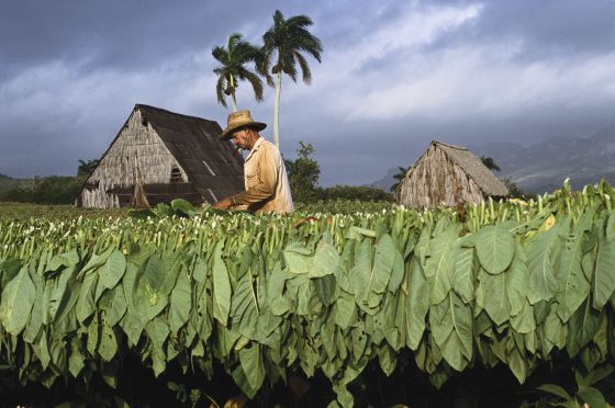 A Trip to the Land of the World’s Best Tobacco