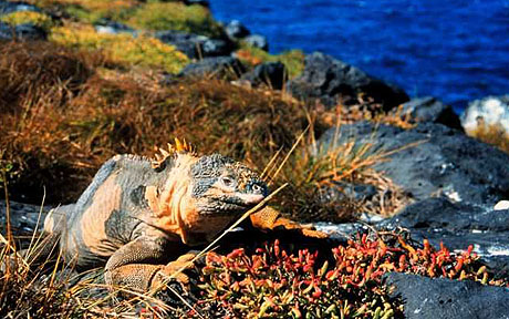 Hope for Galapagos Wildlife Threatened by Marine Invaders