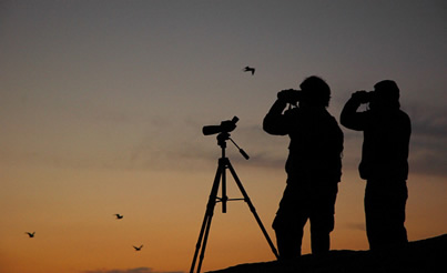 Birdwatching Tourism Takes Flight in Grand Bahama