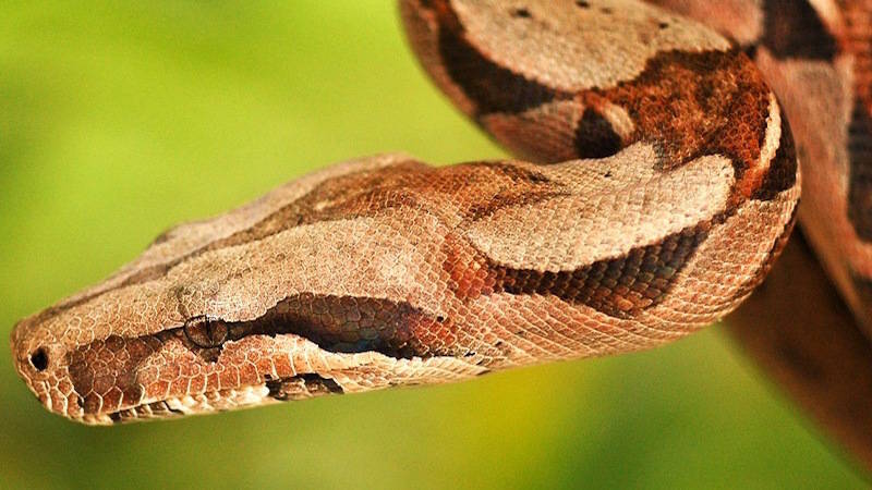 Boa Constrictor Found in North Carolina Hotel