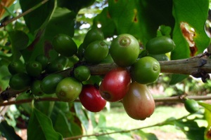 Puerto Rico Tourism Co. Certifies Agricultural Farm Tours