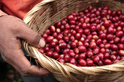 Honduras Unveils Coffee Route as the Country’s Newest Tourist Attraction