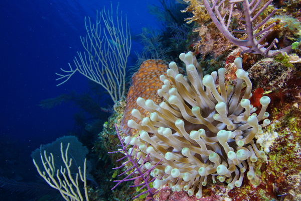 Coral off the Coast of Cuba Is Flourishing