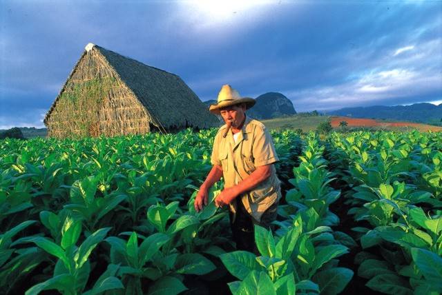 Cuba to Launch Tobacco Route as New Travel Attraction in September