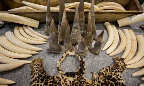 Carnival Corporation Joins U.S. Wildlife Trafficking Alliance against Illegal Wildlife Products