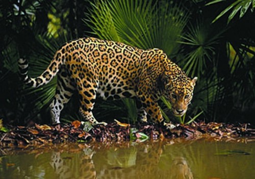 Ecotourism Now Endangers Wildlife as Visitors Scramble for Remote Experiences