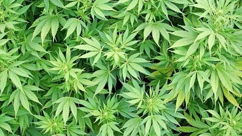 Mexico's Tourism Minister Wants Marijuana Travel