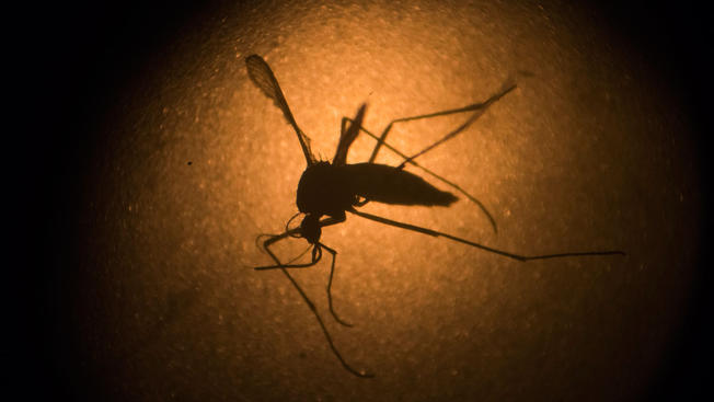 Two Zika Virus Cases Reported in Miami
