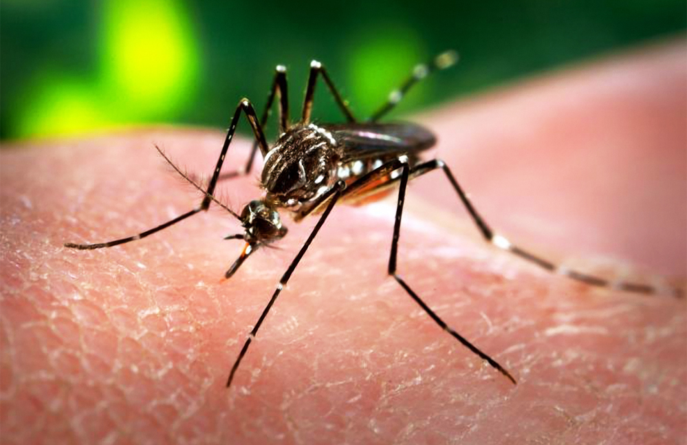 CDC Issues Travel Warnings for 14 Latin American, Caribbean Nations Exposed to Zika Virus