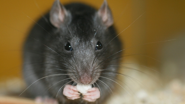 Russia Advising Travelers to Avoid U.S. due to Bubonic Plague