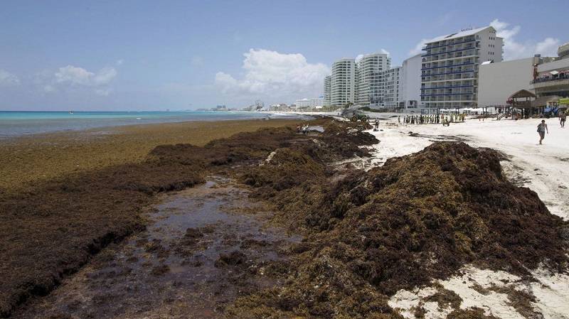 Heaps of Seaweed Wash Ashore Some Caribbean Beaches