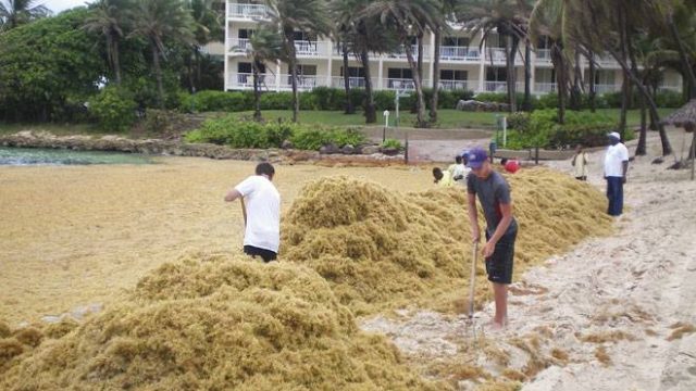 St. James’s Club in Antigua to Close Temporarily due to Seaweed