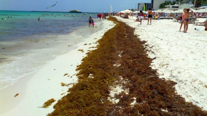 The Seaweed Invasion Continues in Florida, Mexico