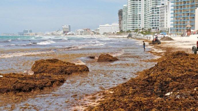 How Quintana Roo Tackles the Seaweed Issue