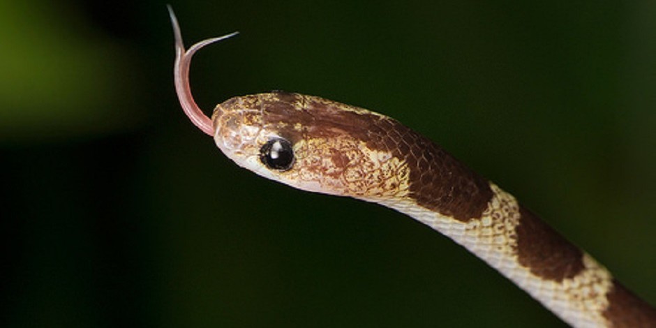 Snake Found at Luggage Cart at Bangkok Airport