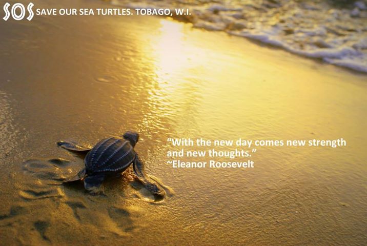 Magdalena Grand Beach Resort, Tobago, Protects Endangered Sea Turtles