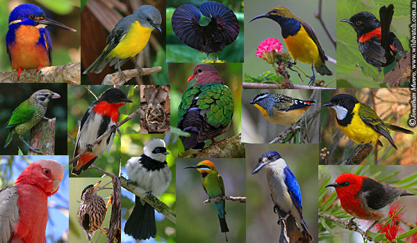 Quito Confirms Attendance at Bird Fair 2014 in UK