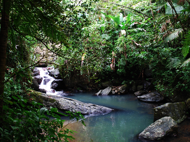 Puerto Rico Officials Find Seven Tourists Lost in Popular Forest