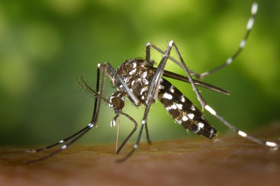 FAQs on the Zika Virus Compiled by CTO, CHTA