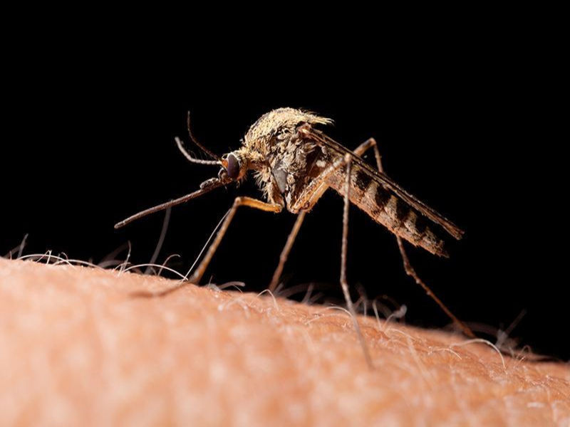 CDC Issues Zika Travel Alert for Grenada